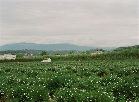 The Story Behind Chanel No. 5’s Jasmine Harvest In The South 